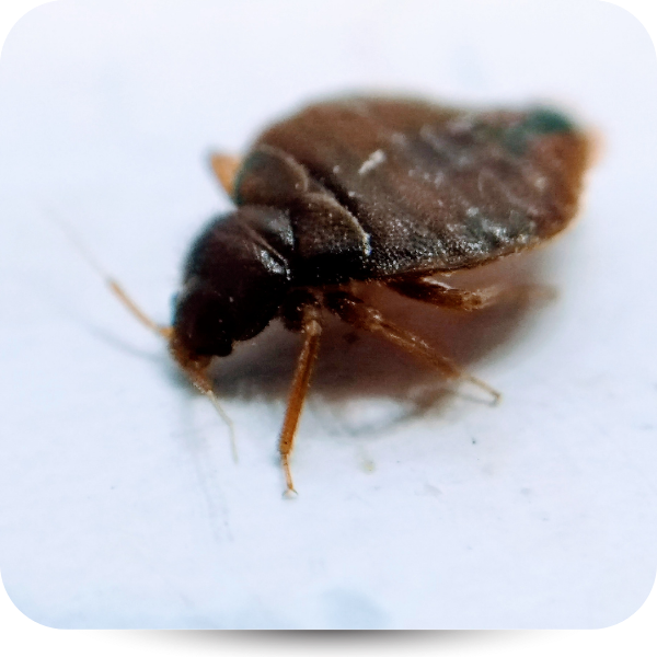 bed bug 