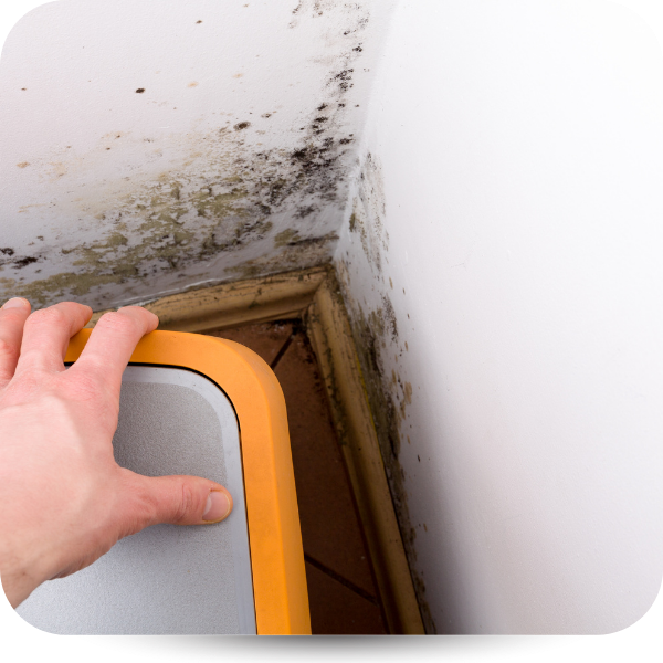 fungus and mold in corner of room