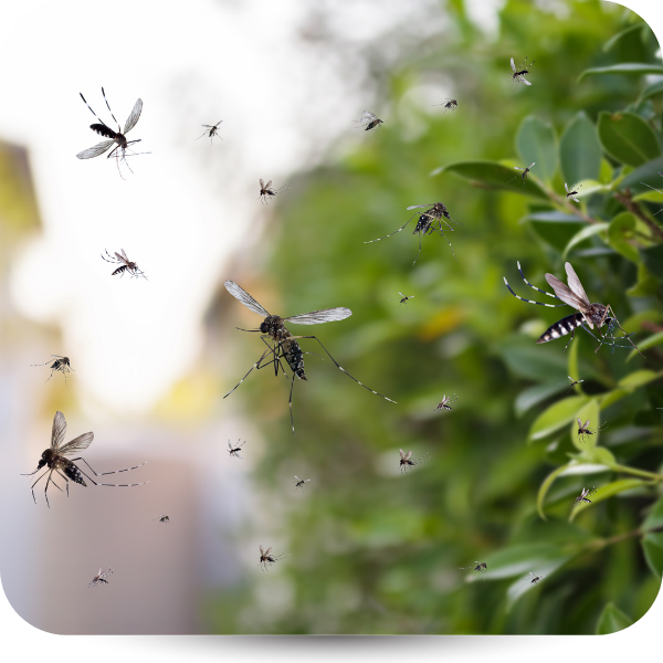 mosquitos 