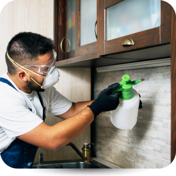 pest control treatment 
