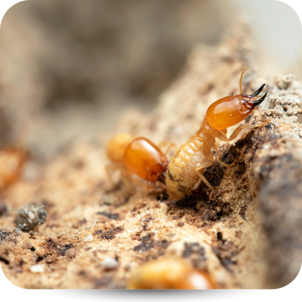 termites 