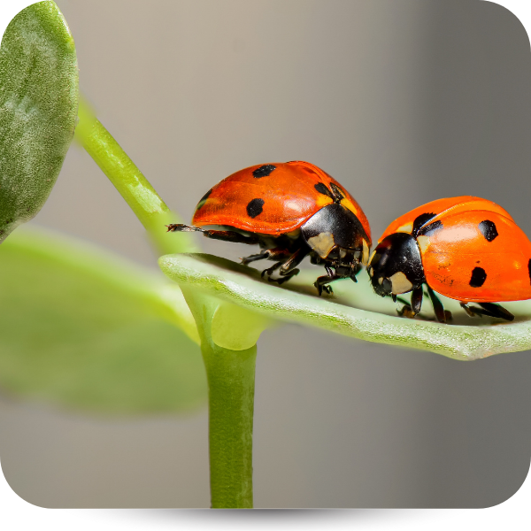 two ladybugs 